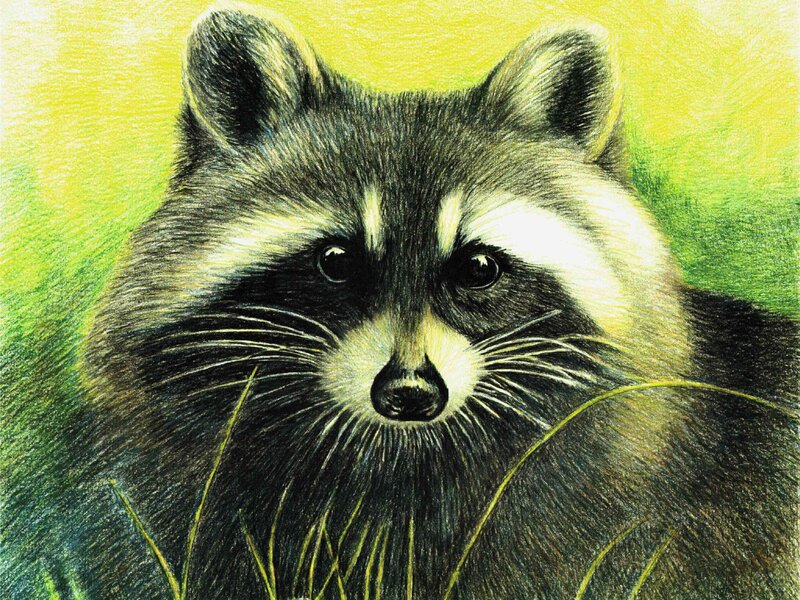 Raccoon in Grass — Green, Calm, Illustration