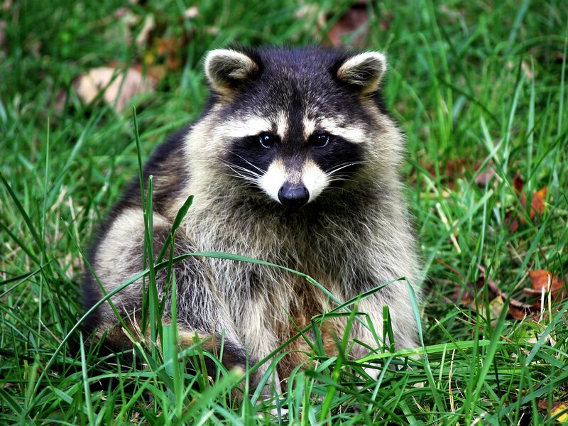 Raccoon in Grass — Green, Calm
