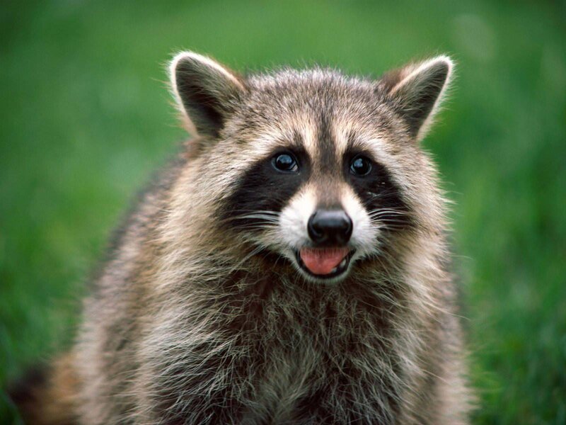 Raccoon in Grass — Green, Curious
