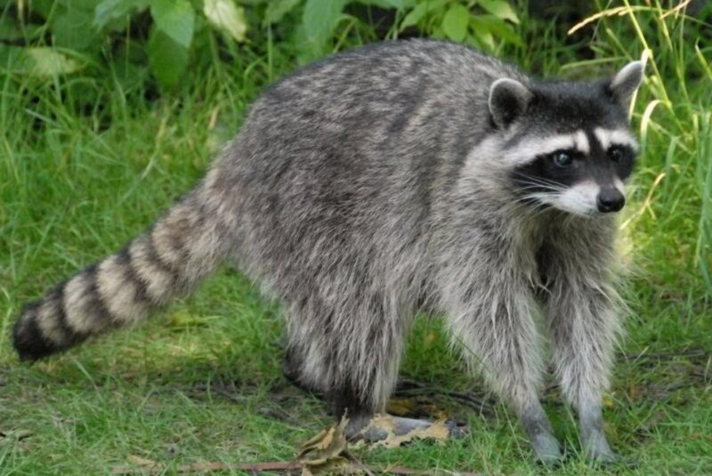 Raccoon in Grass — Green, Natural