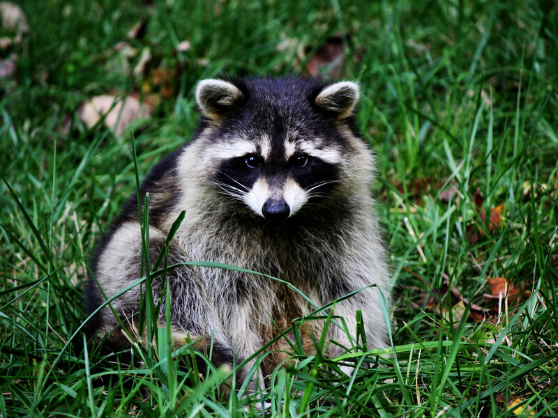 Raccoon in Grass — Green