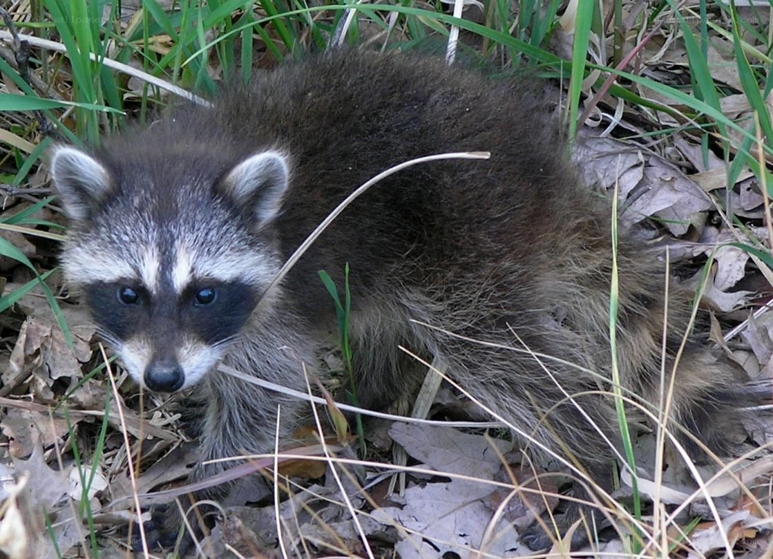 raccoon in grass