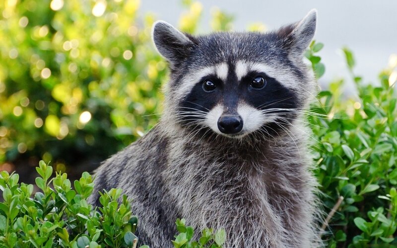 Raccoon in Green Bush