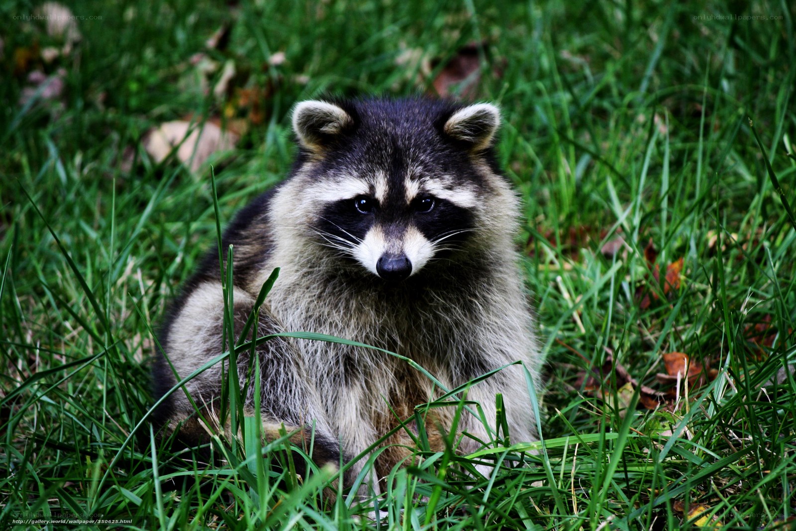raccoon in green grass