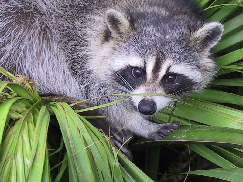 Raccoon in Green Leaves