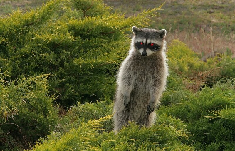 raccoon in green shrubs