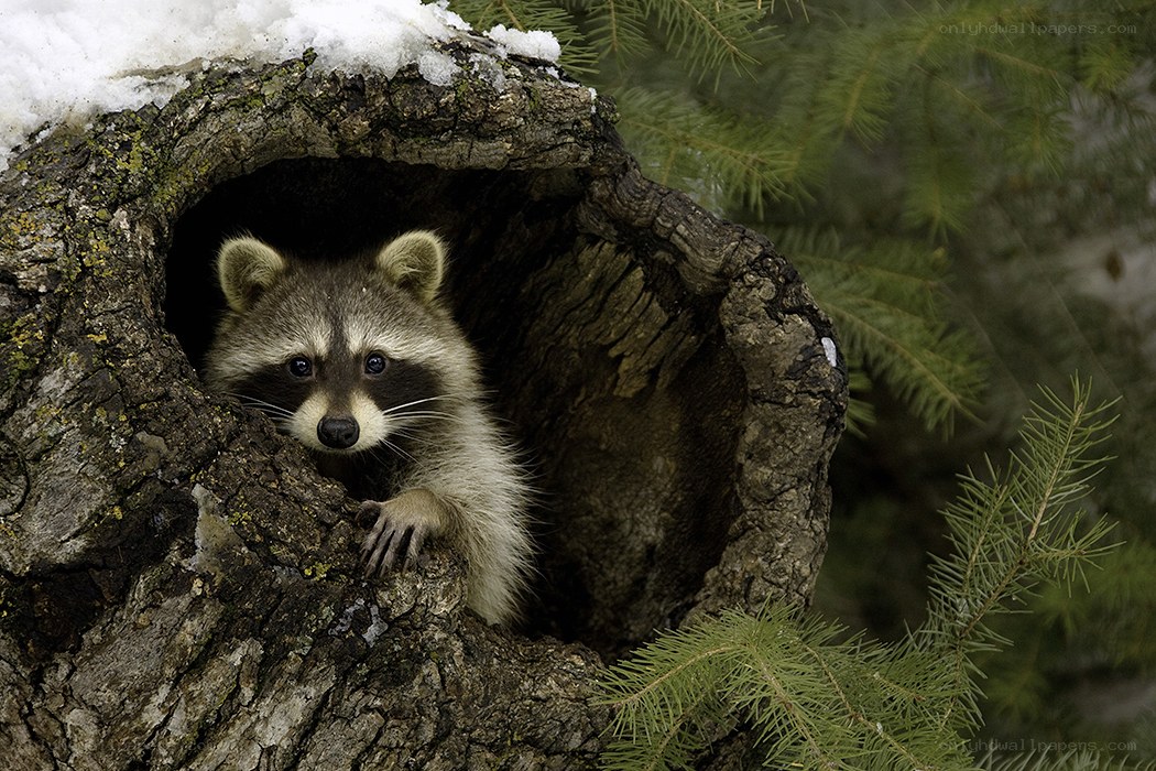 raccoon in hollow tree