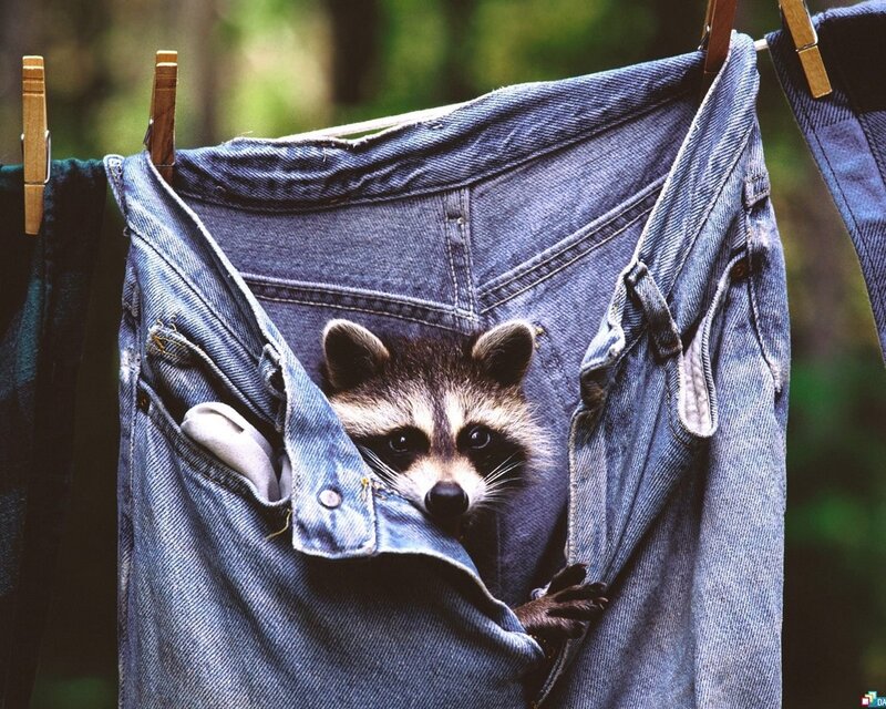 Raccoon in Jeans — Blue