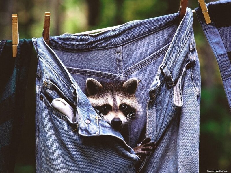 raccoon in jeans pocket
