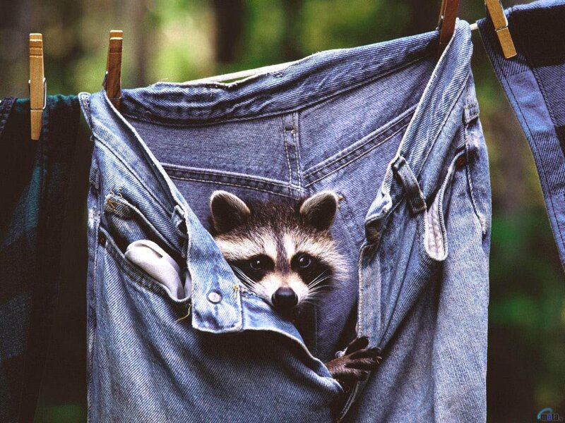 Raccoon in Jeans