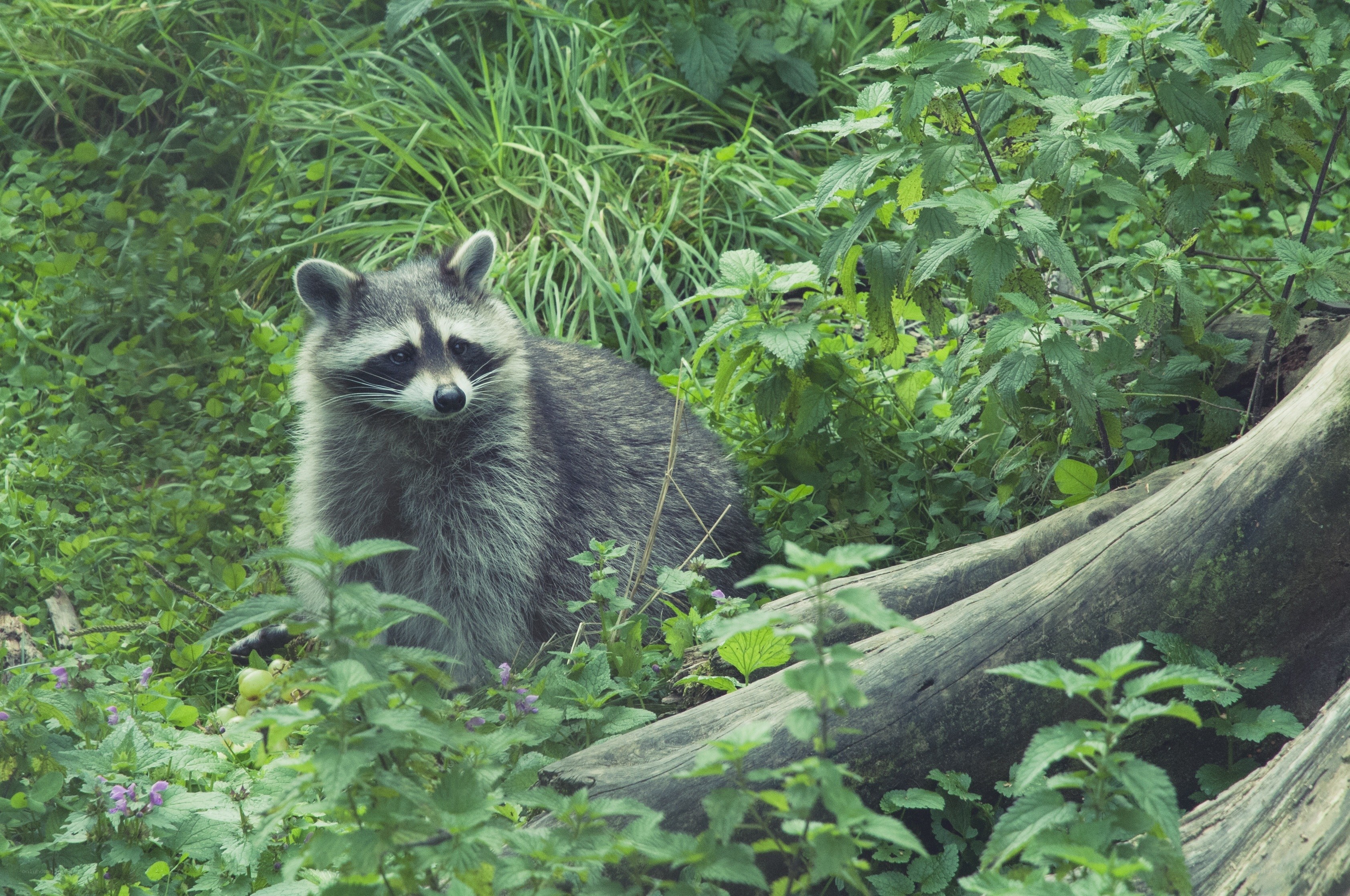 Raccoon in lush greenery