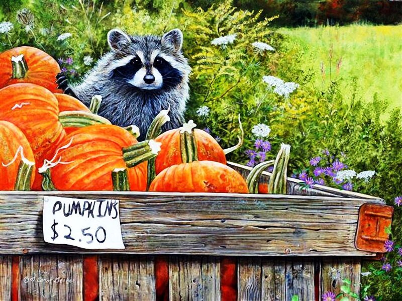 Raccoon in Pumpkin Bin