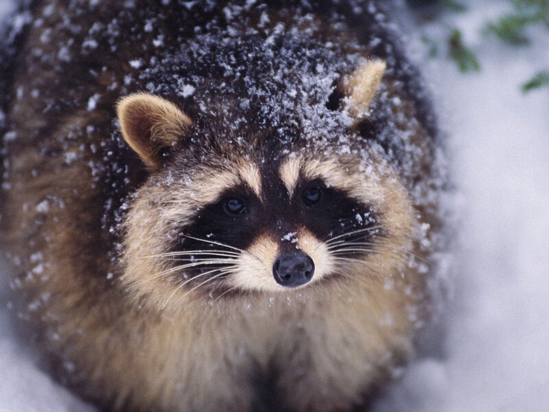 Raccoon in Snow