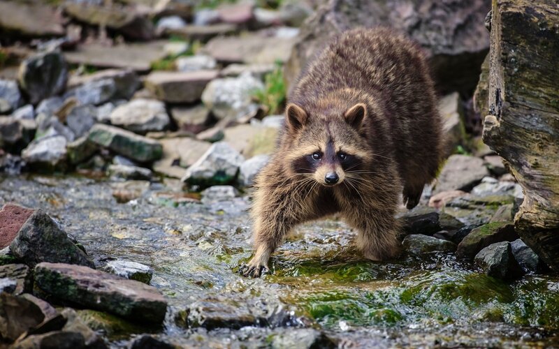 Raccoon in Stream — Brown