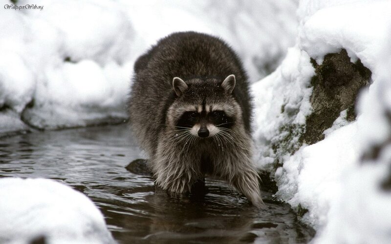 Raccoon in Stream