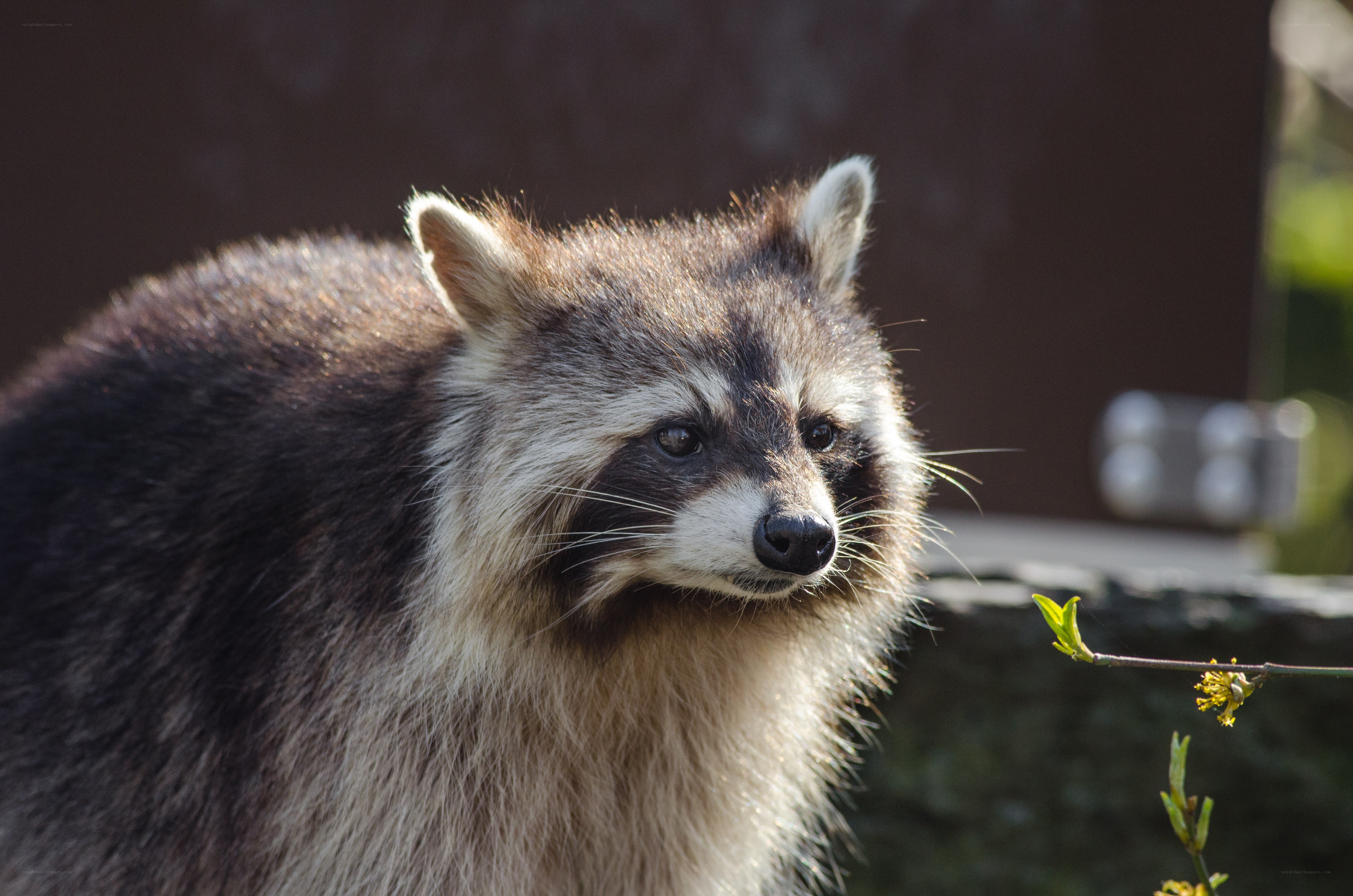 raccoon in sunlight