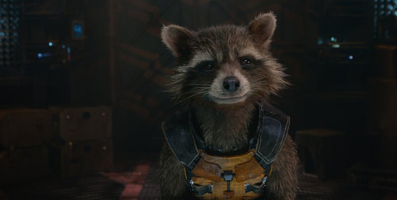 Raccoon in Tactical Vest