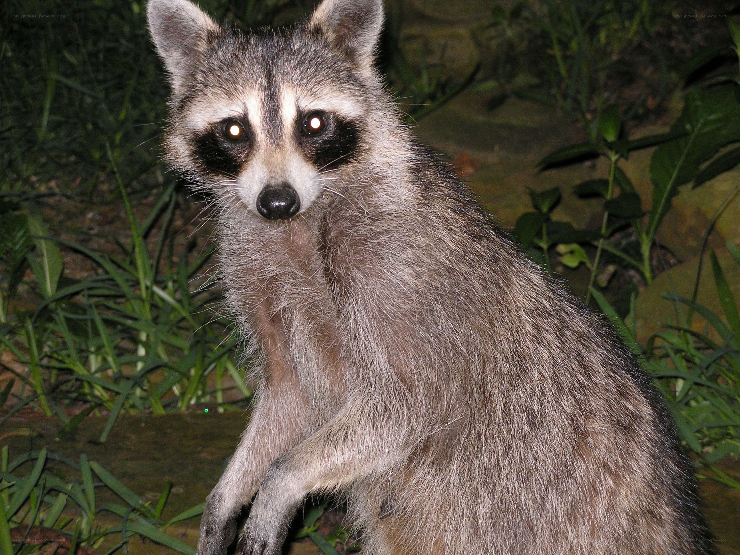 Raccoon in the garden