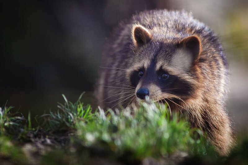 Raccoon in the grass