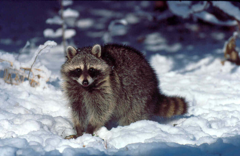 raccoon in the snow