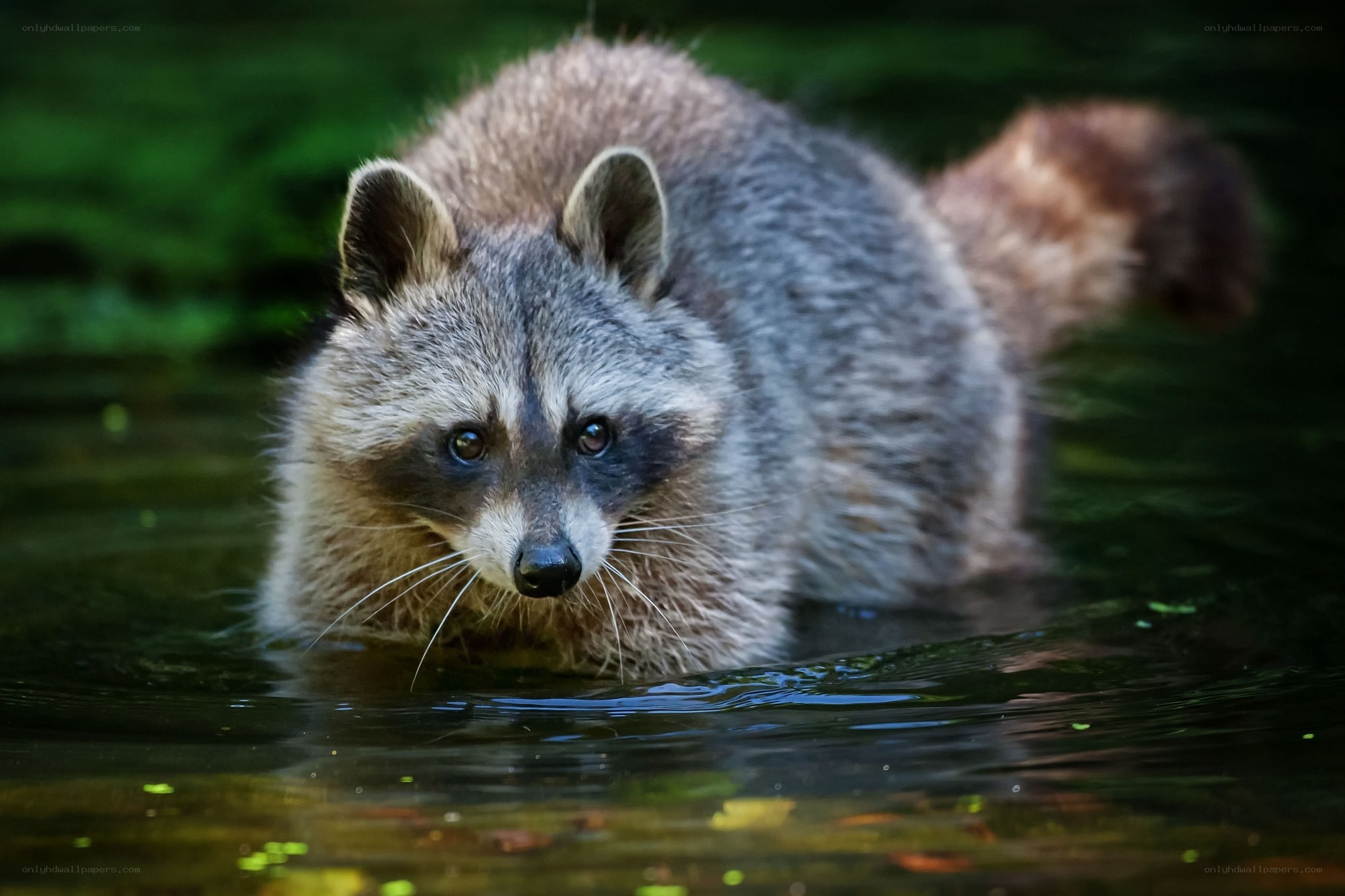Raccoon in the water