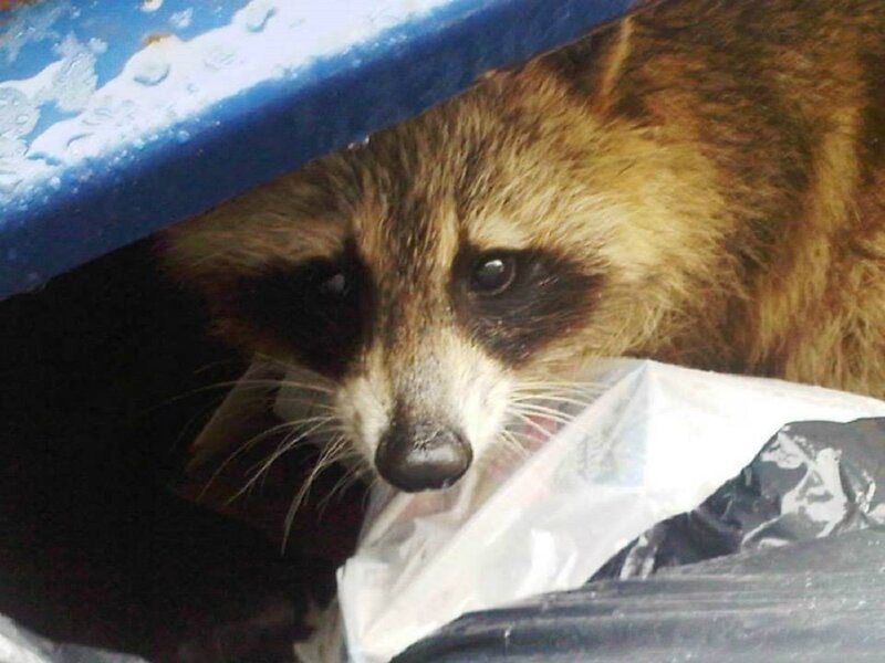 Raccoon in Trash Bin