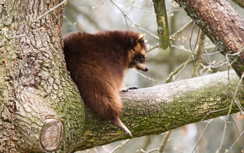 Raccoon in Tree — Brown, Calm, Autumn