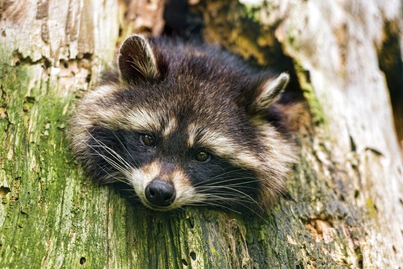 Raccoon in Tree — Brown, Calm, Photograph