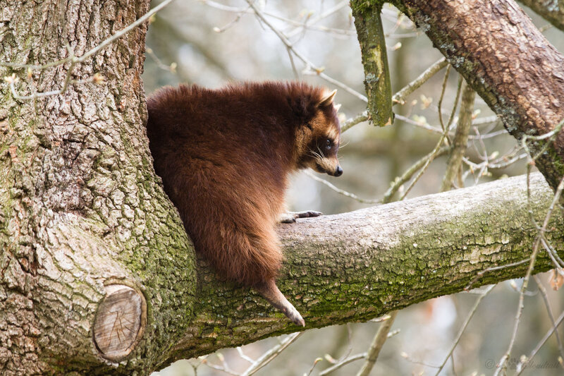 Raccoon in Tree — Brown, Calm, Spring, Photograph