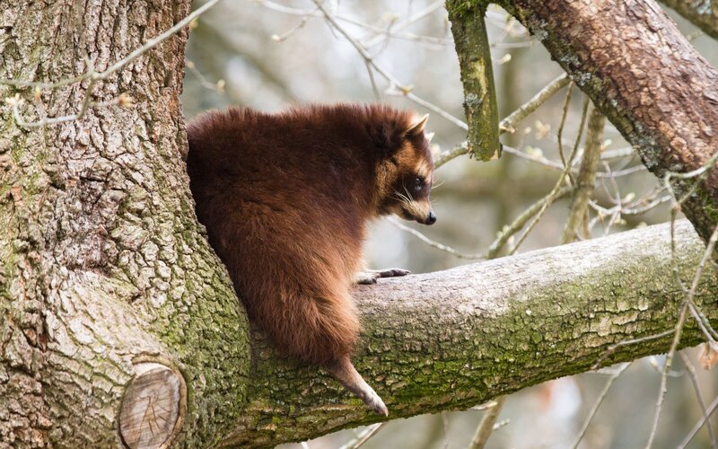 Raccoon in Tree — Brown, Calm, Spring