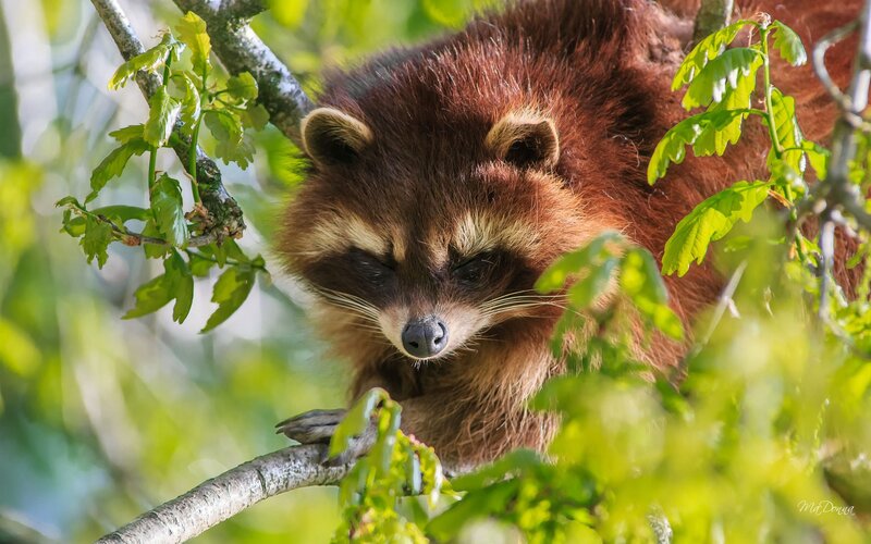 Raccoon in Tree — Brown, Calm