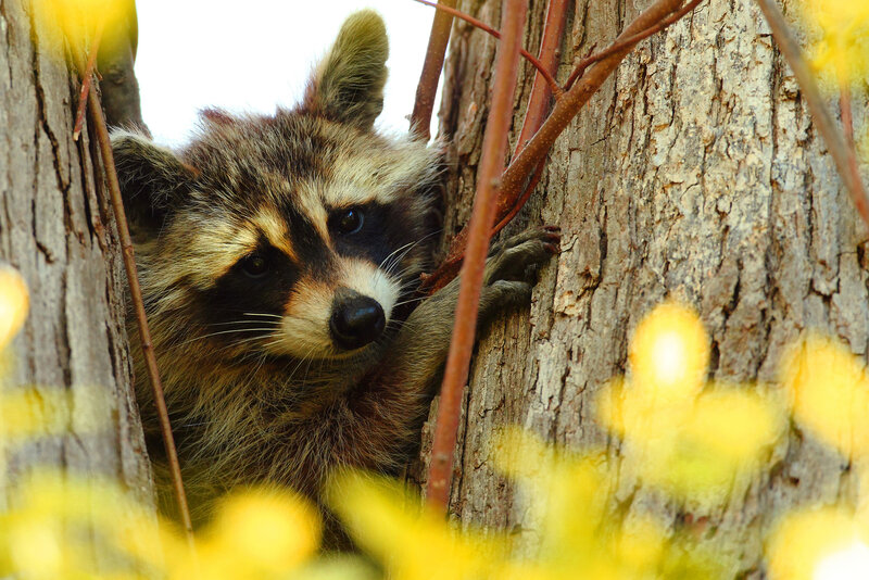 Raccoon in Tree — Brown, Curious, Spring