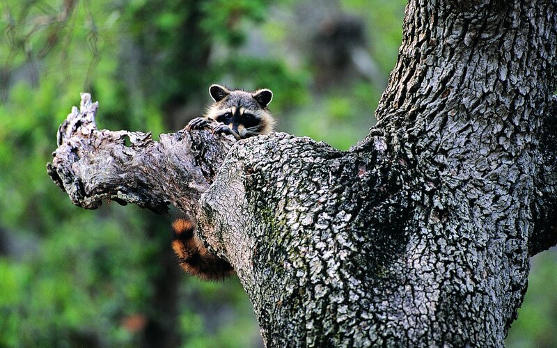 Raccoon in Tree — Brown, Natural