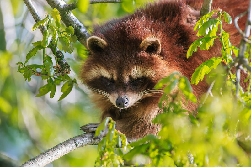 Raccoon in Tree — Brown