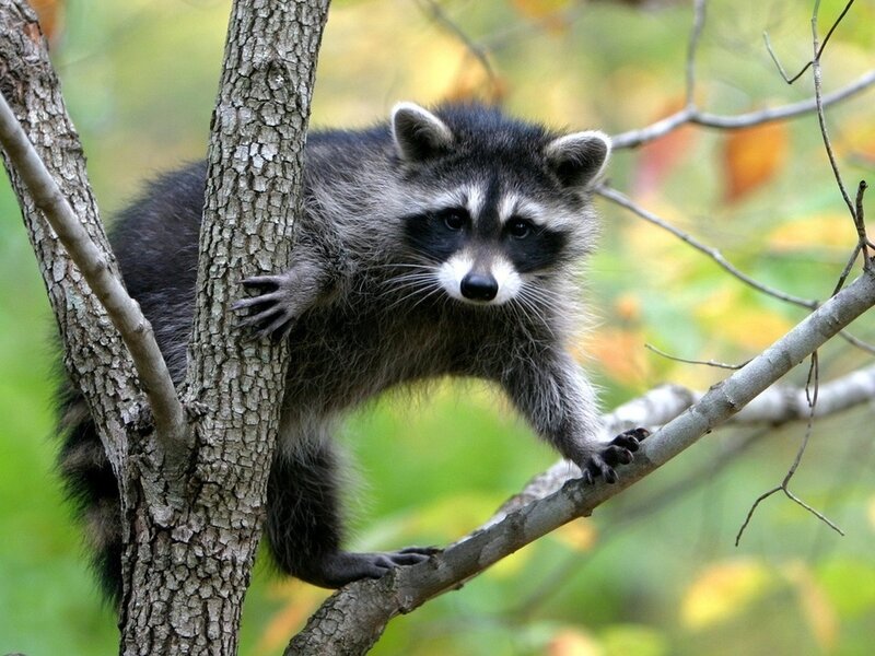 Raccoon in Tree — Gray, Calm