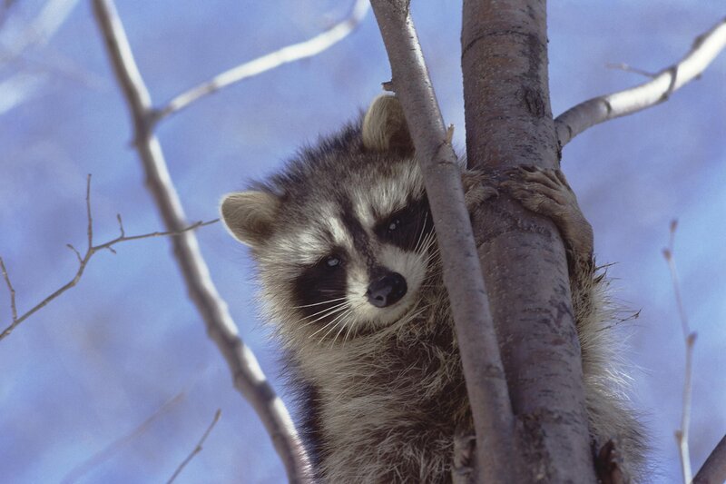 Raccoon in Tree — Gray, Calm, Winter, Photograph, Branches