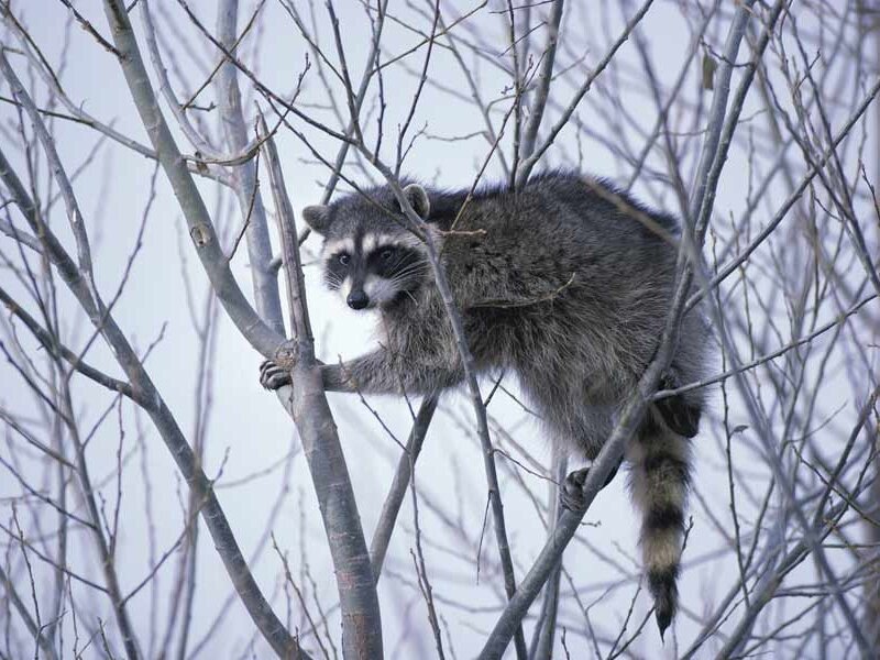 Raccoon in Tree — Gray, Calm, Winter