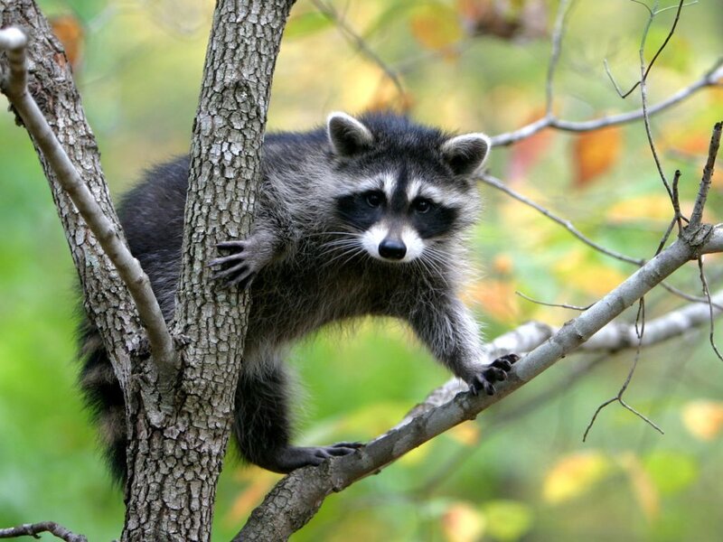 Raccoon in Tree — Gray