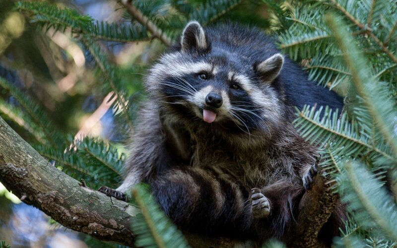 Raccoon in Tree — Green, Calm, Afternoon, Photograph, Branch