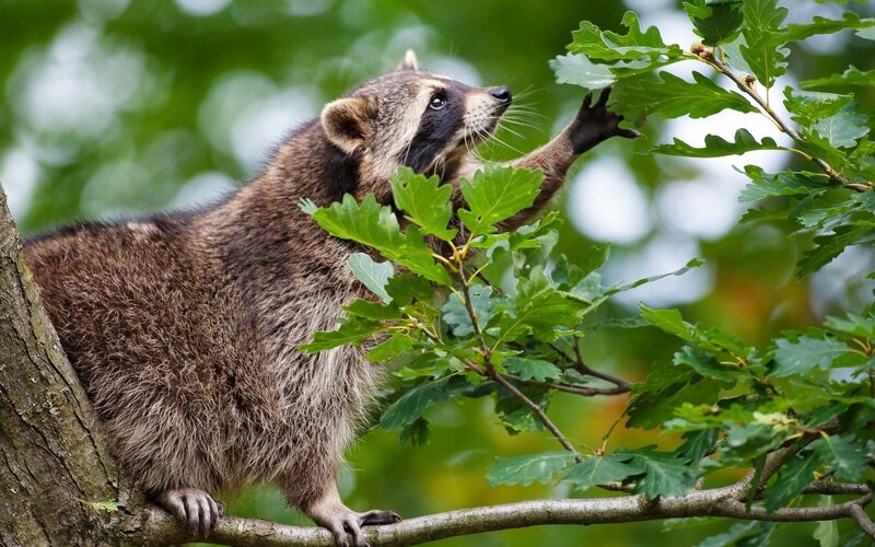 Raccoon in Tree — Green, Calm, Afternoon