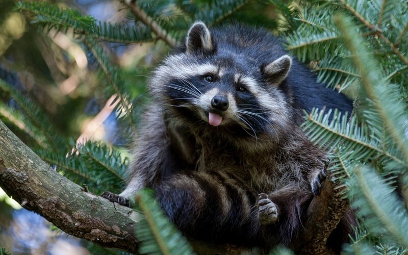 Raccoon in Tree — Green, Calm