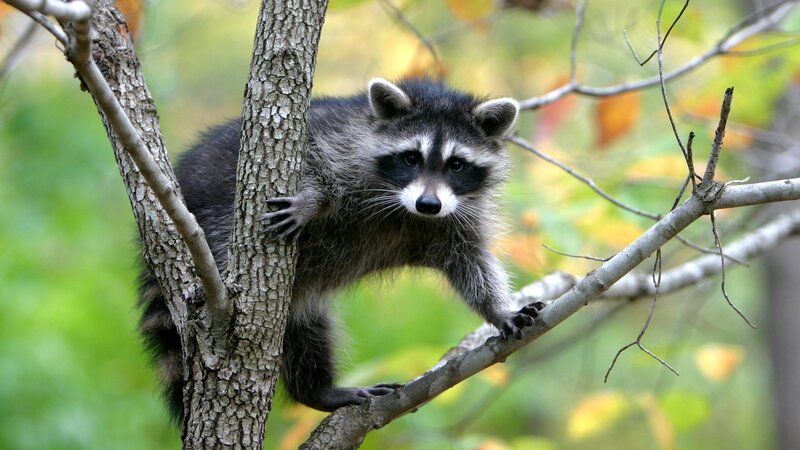 Raccoon in Tree — Green, Natural