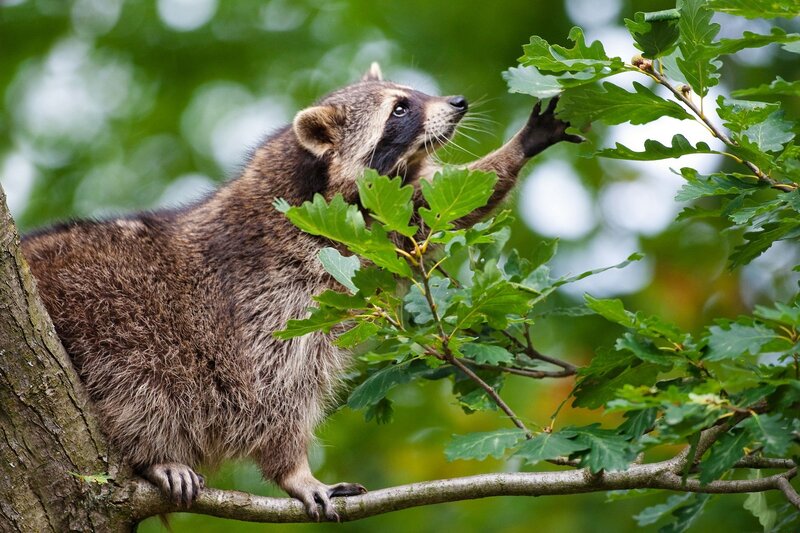 Raccoon in Tree — Green