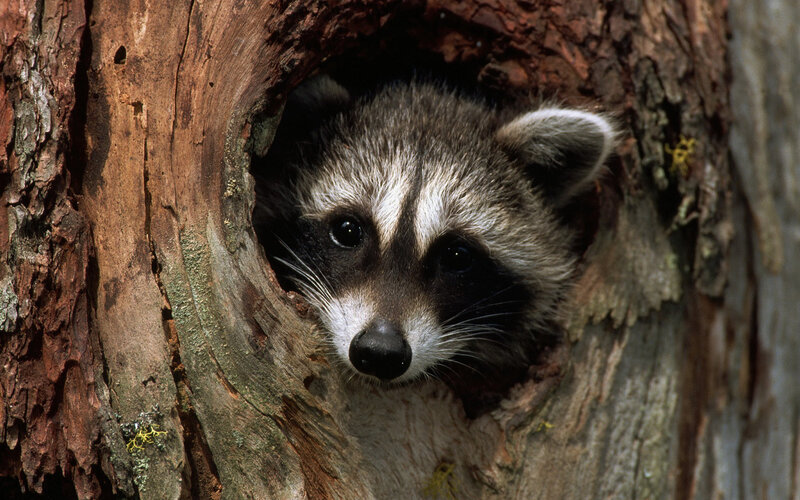 Raccoon in Tree Hole