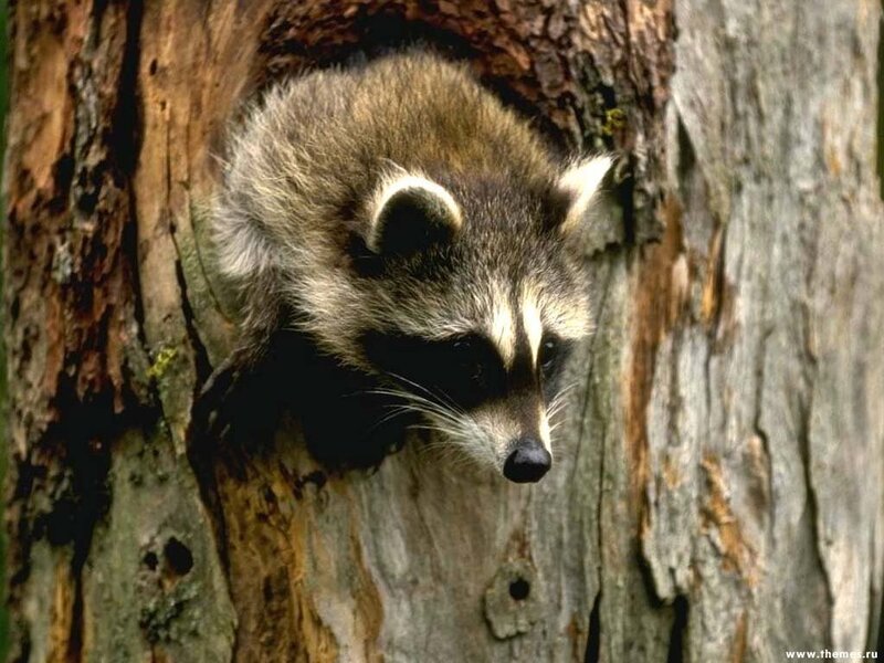 raccoon in tree hollow