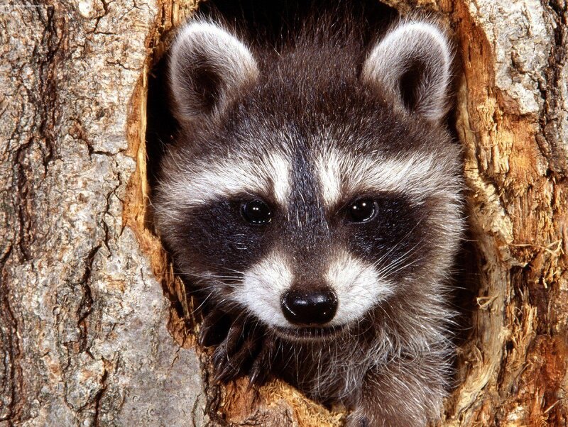 raccoon in tree hollow