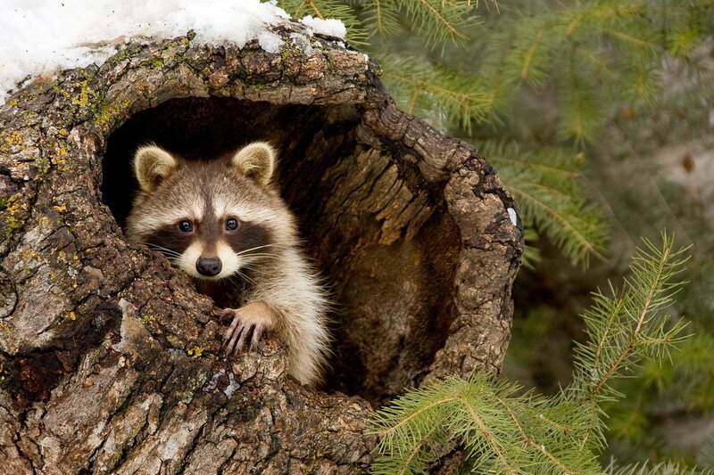 Raccoon in Tree Hollow — Brown, Curious