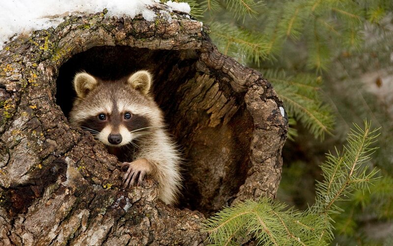 Raccoon in Tree Hollow — Brown, Curious, Winter