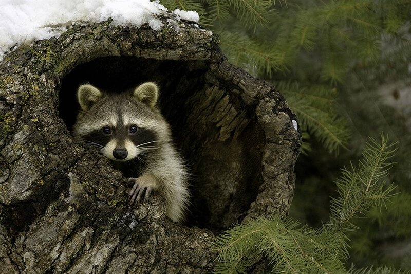 Raccoon in Tree Hollow — Brown