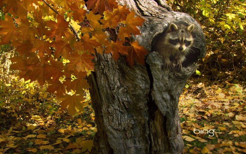 Raccoon in Tree Hollow — Orange